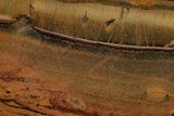 Polished Packsaddle Tiger Eye Slab - Western Australia #216773-1